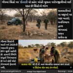 ગીરમાં સિંહો પર ‘ઈતરડી’નો કહેર: લોહી ચૂસતા પરોપજીવીઓ લઈ રહ્યા છે સિંહોનો ભોગ