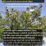 પ્રકૃતિનો અજોડ એન્જિનિયર ‘સુઘરી’: જ્યાં પ્રેમ જીતવા માટે નર પક્ષીને આપવી પડે છે સ્થાપત્ય કળાની પરીક્ષા!
