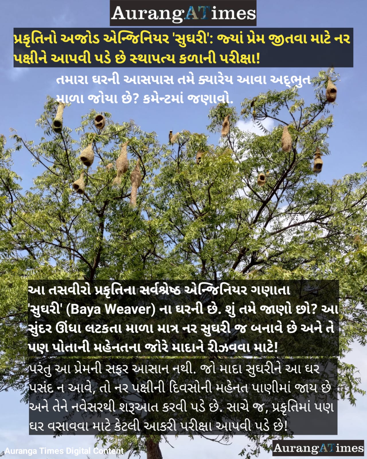 પ્રકૃતિનો અજોડ એન્જિનિયર ‘સુઘરી’: જ્યાં પ્રેમ જીતવા માટે નર પક્ષીને આપવી પડે છે સ્થાપત્ય કળાની પરીક્ષા!