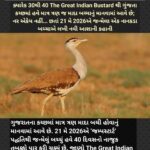 કચ્છમાં ‘ત્રણ માતાઓ’ પર ટકેલું છે એક આખા વંશનું ભવિષ્ય!