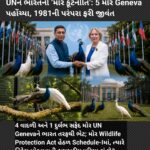 UNને ભારતની ‘મોર કૂટનીતિ’: 5 મોર Geneva પહોંચ્યા, 1981ની પરંપરા ફરી જીવંત