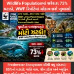 પૃથ્વીના વન્યજીવનને મોટો ઝટકો: 52 વર્ષમાં Wildlife Populationમાં સરેરાશ 73% ઘટાડો, WWF રિપોર્ટમાં ચોંકાવનારો ખુલાસો